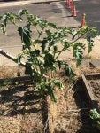 ImageUploadedByHomesteading Today1411176671.066424.jpg