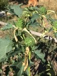 ImageUploadedByHomesteading Today1411176698.609329.jpg